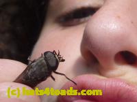 /home//u458753944/public_html/sourcegallery//Insects and small critters/flies (Diptera)/P1040891.JPG